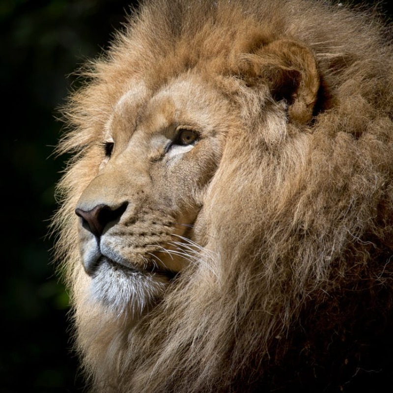 LionHeart